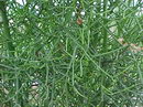 Euphorbia Tirucalli